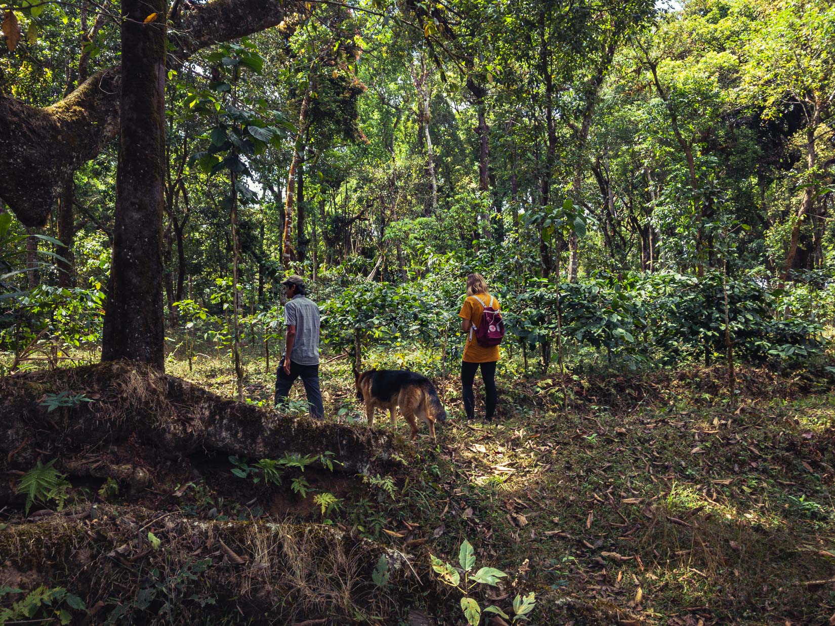 Ein Gewürz-, Tee- und Kaffeegarten, ein wahres Paradies der Biodiversität in den Bergen der westlichen Ghats in Karnataka